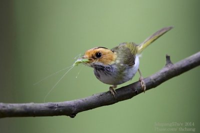 White-throated Flycather-Warbler