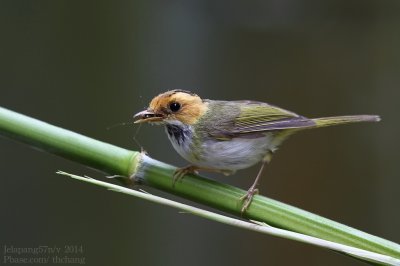White-throated Flycather-Warbler