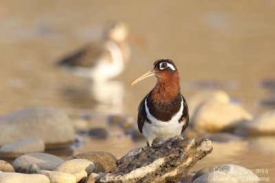 Greater Painted-snipe