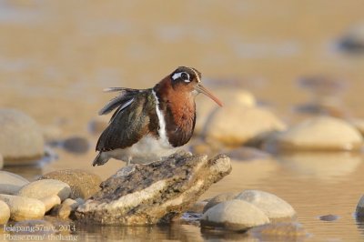 Greater Painted-snipe