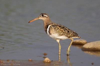 Greater Painted-snipe