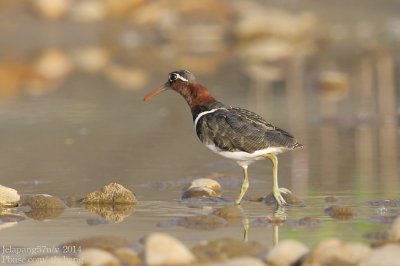 Greater Painted-snipe