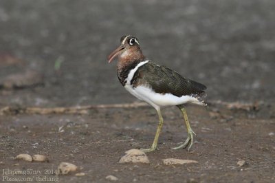 Greater Painted-snipe