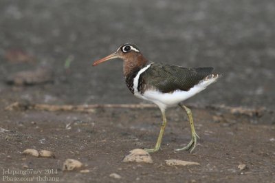 Greater Painted-snipe