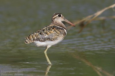 Greater Painted-snipe