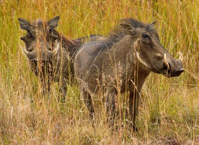The Warthogs