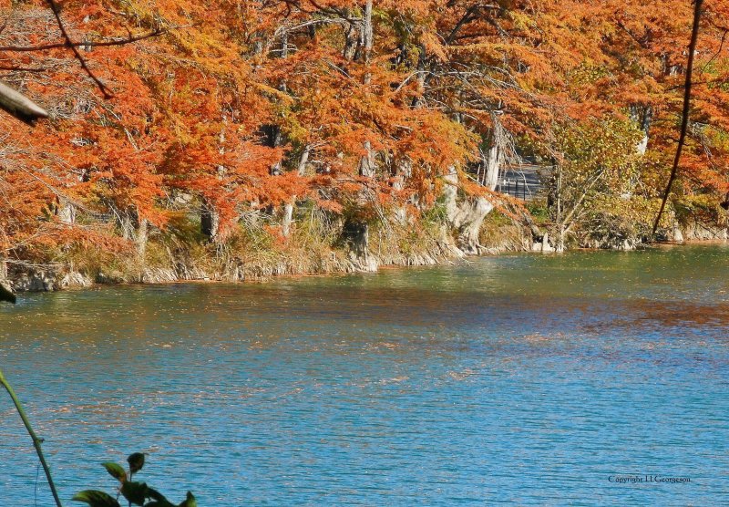 Cypress Trees In The Fall