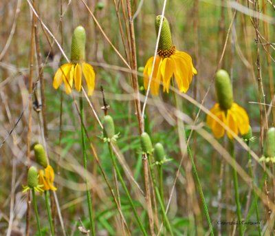 Mexican Hat Wildflowers