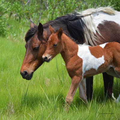 Wild Assateague Mare With Foal