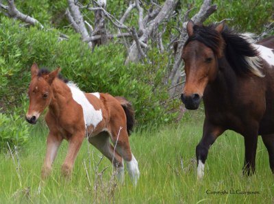 Wild Assateague Mare and Foal