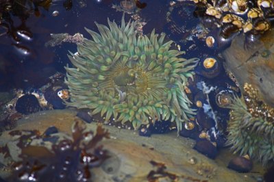 Sea Anemone at Shell Beach Tidal Pool