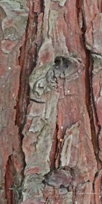 Wizzard In Wood