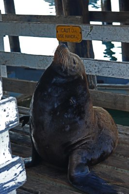 Sea Lion On The Pier