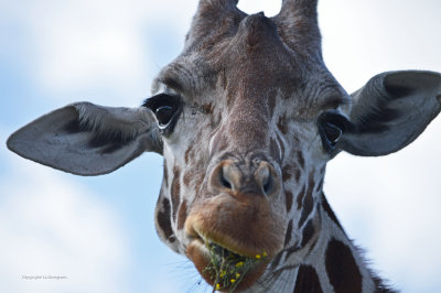 Giraffe Snacking