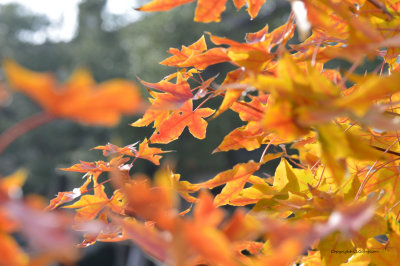 Maple Tree In The Fall