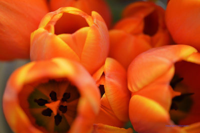 Tulips At Thanksgiving