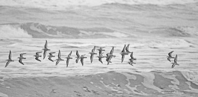 Sanderlings Over The Waves