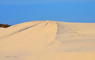 Beach Dune