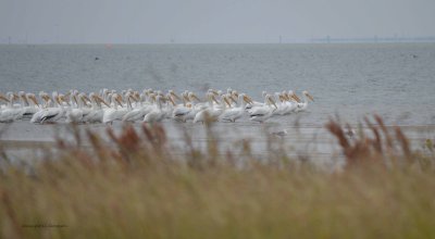 A Gathering Of Pelicans