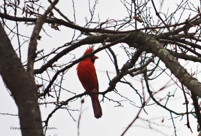 Male Cardinal