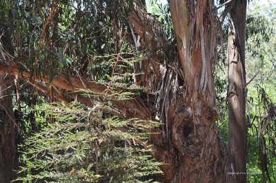 Inside A Eucalyptus Grove