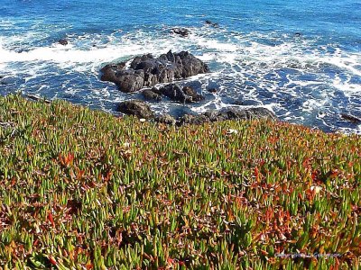 Ice Plants Along The California Coast