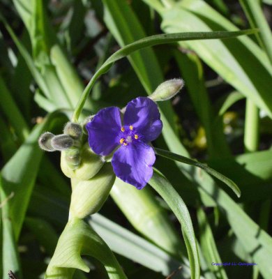 Spiderwort  In The Forest
