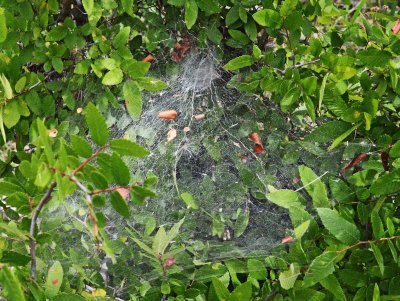 Spider Web In The Wild