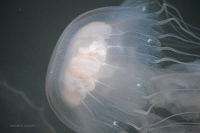 Jellyfish In A Rockport Marina