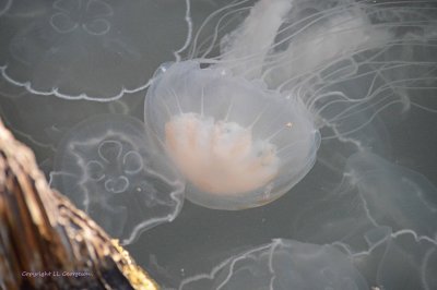 Different Jellies In The Marina