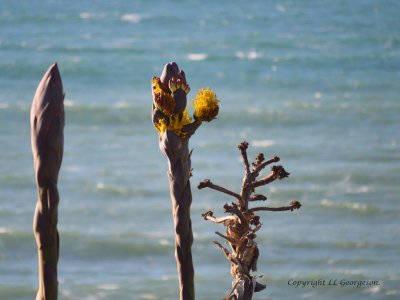 Agave Flowers by the Seashore1