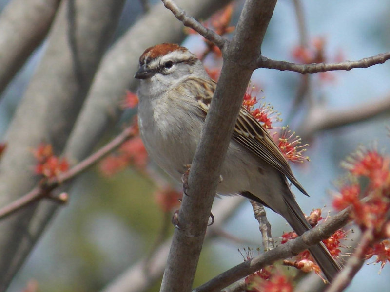 Spizella passerina - Chipping Sparrow