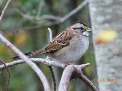 Zonotrichia albicollis - White-throated Sparrow