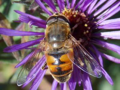 Syrphidae - Syrphid Flies 