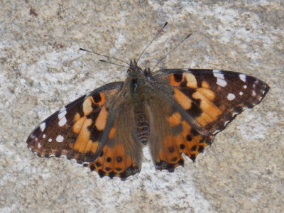 Painted Lady - Vanessa cardui