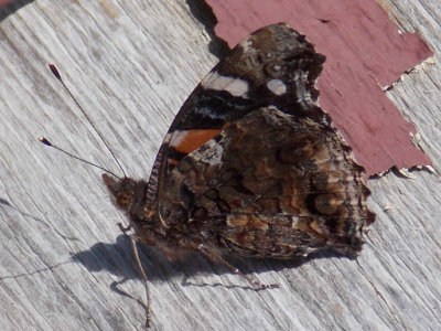 Red Admiral - Vanessa atalanta