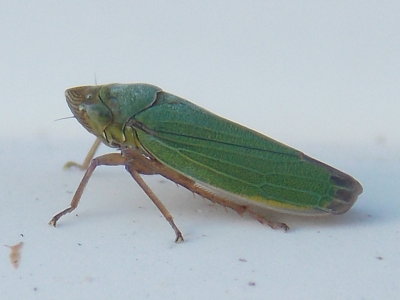 Bog Leafhopper - Helochara communis