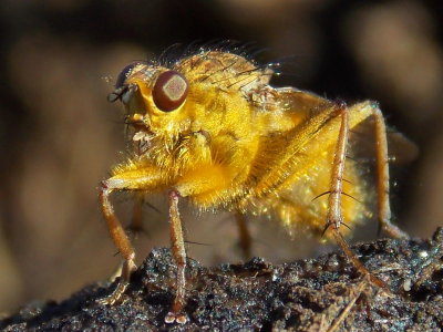 Scathophagidae - Dung Flies