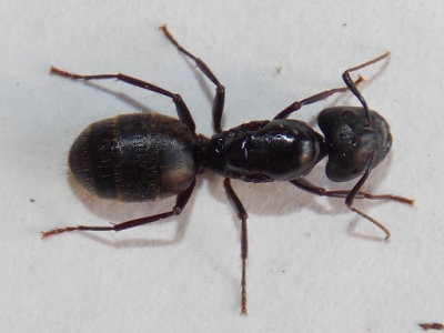 Eastern Carpenter Ant - Camponotus pennsylvanicus