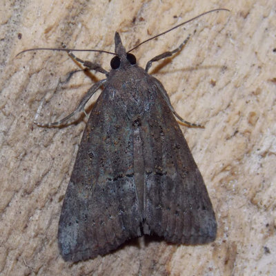 8322-8489 - Herminiinae through Hypeninae Moths