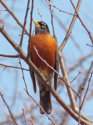 Turdus migratorius - American Robin
