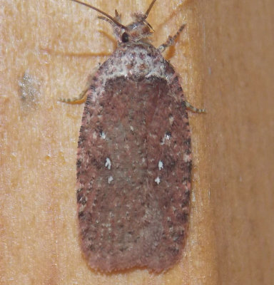 0862 Agonopterix clemensella