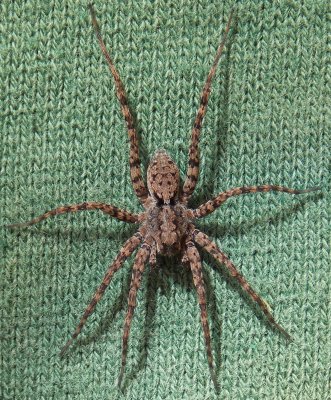 Lycosidae - Wolf Spiders