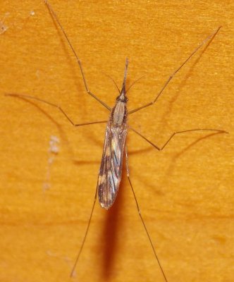 Culicomorpha - Mosquitoes and Midges