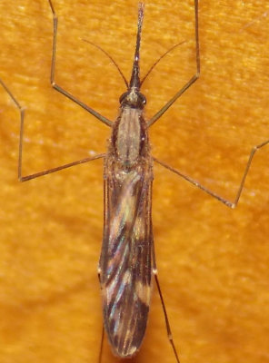 Anopheles punctipennis