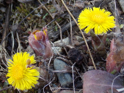 Coltsfoot - Tussilago farfara