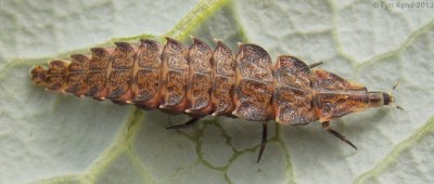 Beetle Larva