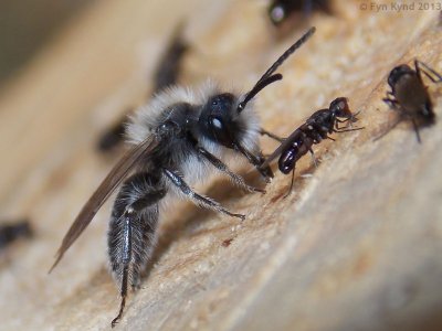 Andrenidae - Mining Bees