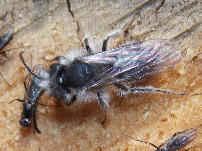 Andrena frigida - Frigid Andrena