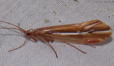 Limnephilidae - Northern Caddisflies